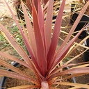 red-grass-palm-cordyline-australis-dark-star