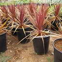 red-grass-palm-cordyline-australis-dark-star