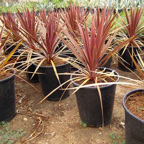 Red Grass Palm - Cordyline australis 'Dark Star'