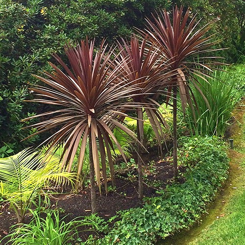 red-grass-palm-cordyline-australis-dark-star