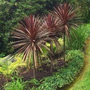 red-grass-palm-cordyline-australis-dark-star