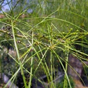 mexican-palo-verde-parkinsonia-aculeata