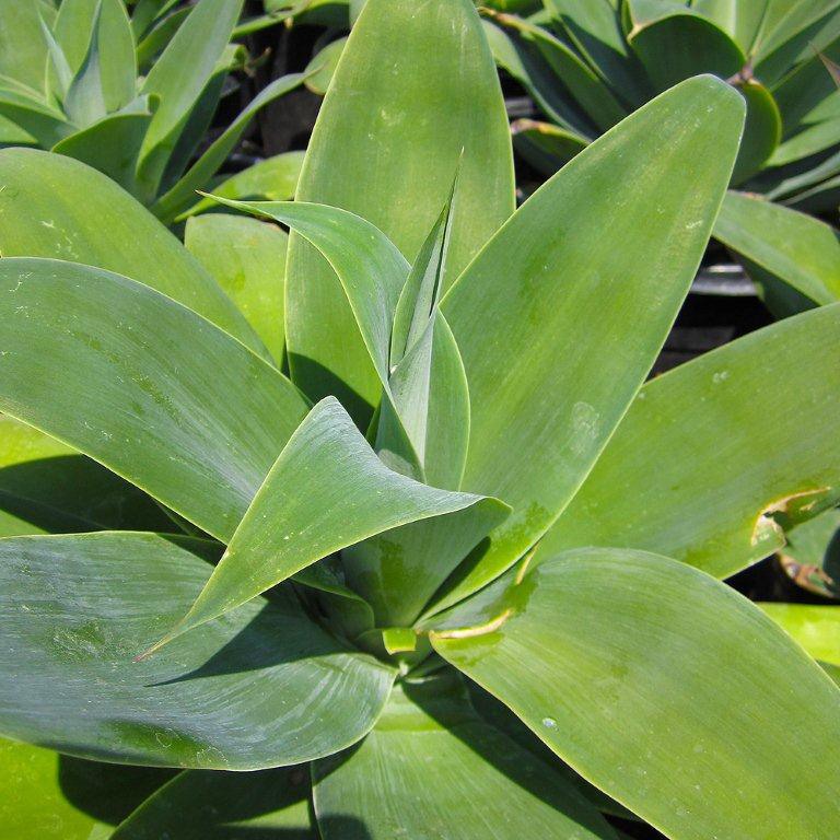 fox-tail-agave-agave-attenuata