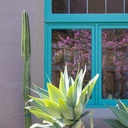 fox-tail-agave-agave-attenuata