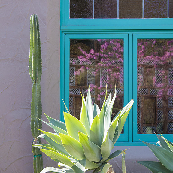 Fox Tail Agave - Agave attenuata
