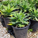 fox-tail-agave-agave-attenuata