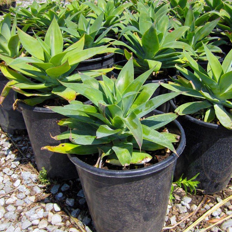 Fox Tail Agave - Agave attenuata