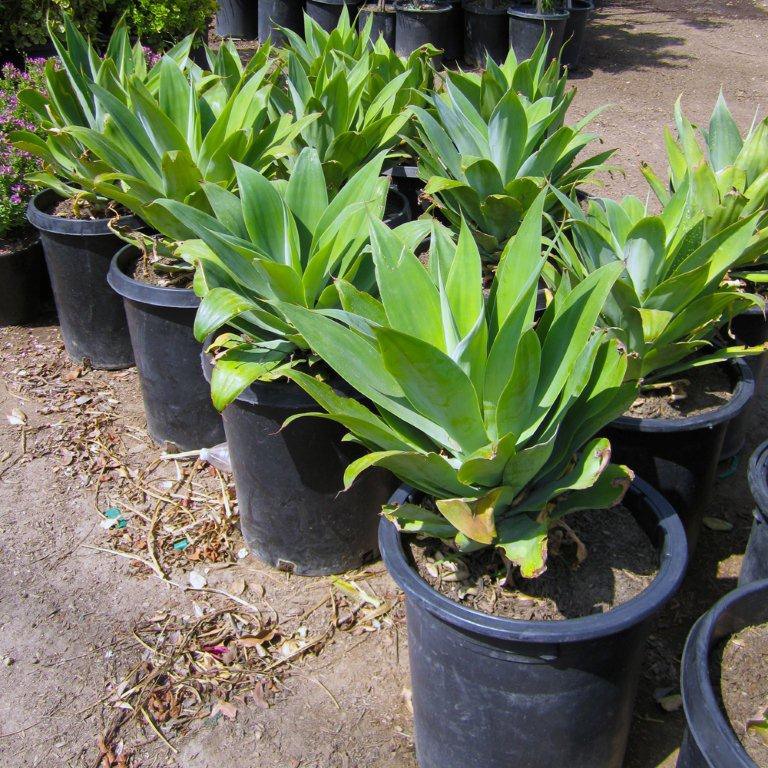 fox-tail-agave-agave-attenuata