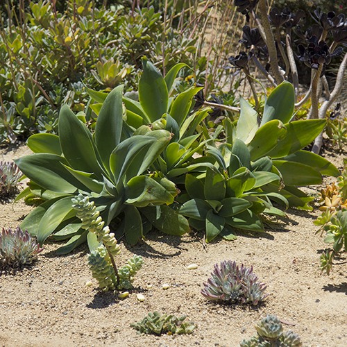 Fox Tail Agave - Agave attenuata