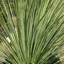 mexican-grass-tree-dasylirion-longissimum