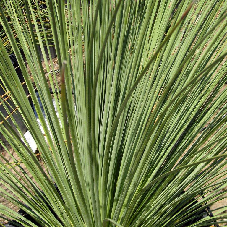 Mexican Grass Tree - Dasylirion longissimum