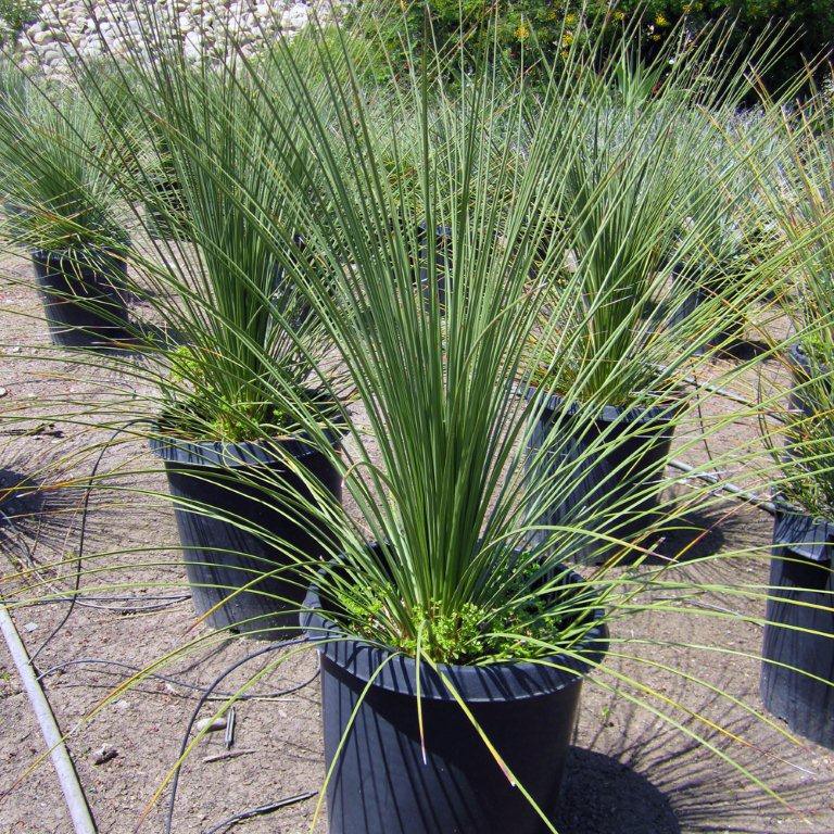 Mexican Grass Tree - Dasylirion longissimum