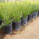 mexican-grass-tree-dasylirion-longissimum