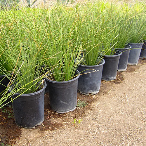 Mexican Grass Tree - Dasylirion longissimum