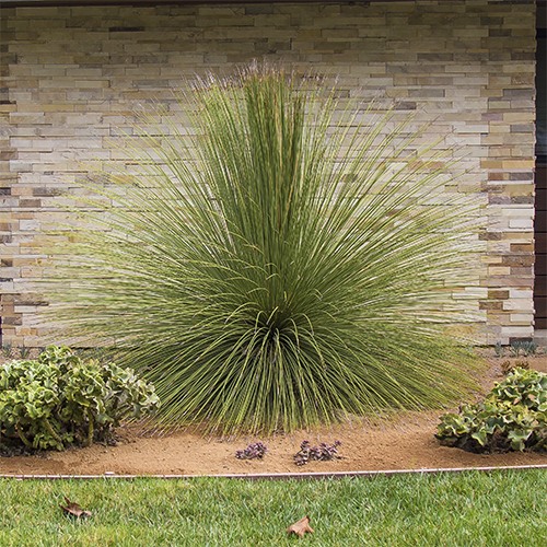 mexican-grass-tree-dasylirion-longissimum