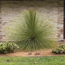 mexican-grass-tree-dasylirion-longissimum