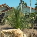 mexican-grass-tree-dasylirion-longissimum