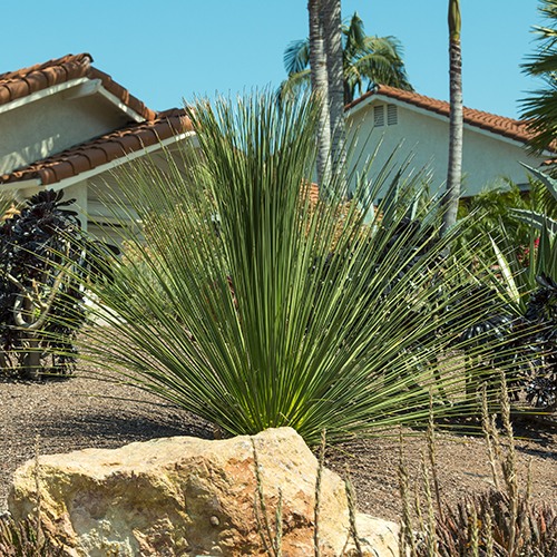 Mexican Grass Tree - Dasylirion longissimum