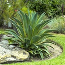 variegated-dwarf-agave-agave-desmettiana-variegata