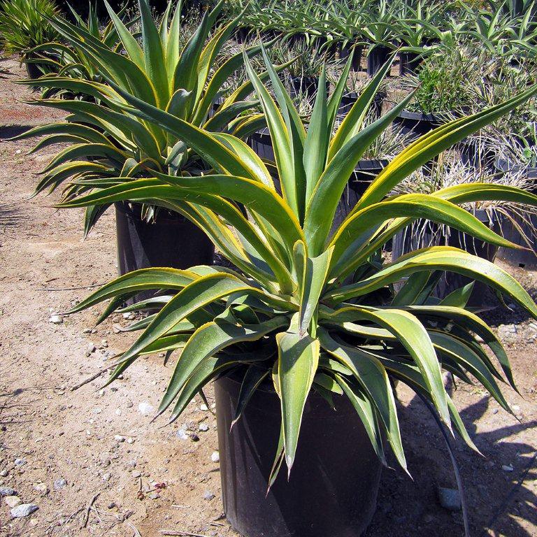 variegated-dwarf-agave-agave-desmettiana-variegata
