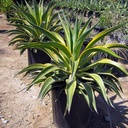 variegated-dwarf-agave-agave-desmettiana-variegata