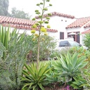 variegated-dwarf-agave-agave-desmettiana-variegata