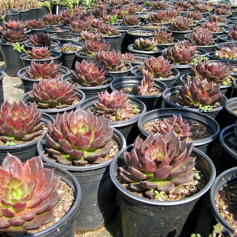 black-prince-echeveria-echeveria-black-prince