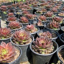 black-prince-echeveria-echeveria-black-prince