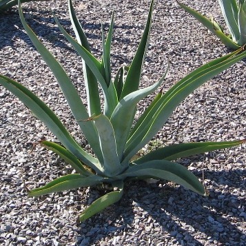 Octapus Agave - Agave vilmoriniana