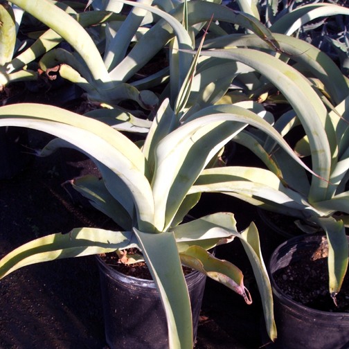 octapus-agave-agave-vilmoriniana
