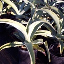 octapus-agave-agave-vilmoriniana