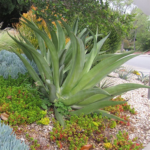 Octapus Agave - Agave vilmoriniana