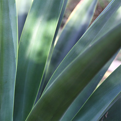 octapus-agave-agave-vilmoriniana