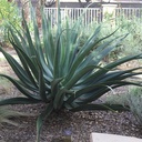 octapus-agave-agave-vilmoriniana