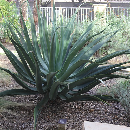 Octapus Agave - Agave vilmoriniana