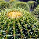 golden-barrel-cactus-echinocactus-grusonii