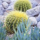 golden-barrel-cactus-echinocactus-grusonii