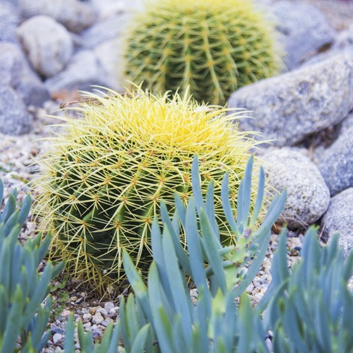 Golden Barrel Cactus - c