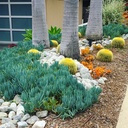 golden-barrel-cactus-echinocactus-grusonii