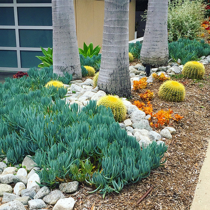 Golden Barrel Cactus - c