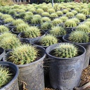 golden-barrel-cactus-echinocactus-grusonii