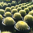 golden-barrel-cactus-echinocactus-grusonii