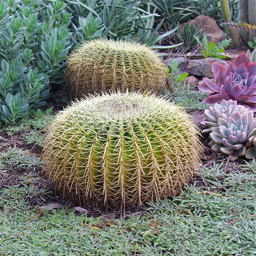 golden-barrel-cactus-echinocactus-grusonii