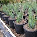 blue-elf-aloe-aloe-blue-elf