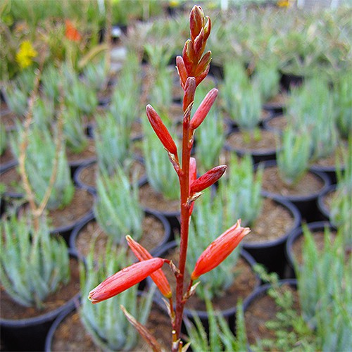 Blue Elf Aloe - Aloe 'Blue Elf'