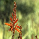 blue-elf-aloe-aloe-blue-elf