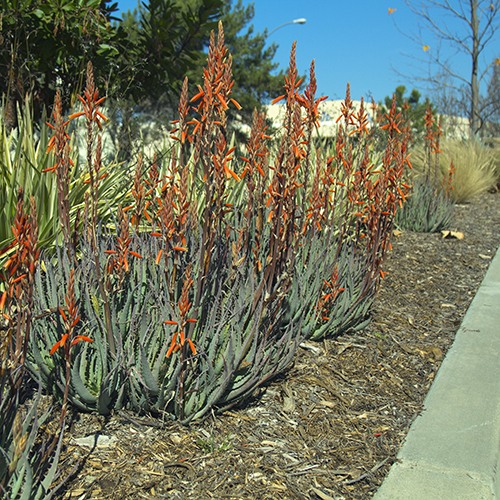 Blue Elf Aloe - Aloe 'Blue Elf'