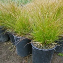 orange-sedge-carex-testacea