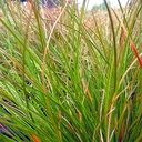 orange-sedge-carex-testacea