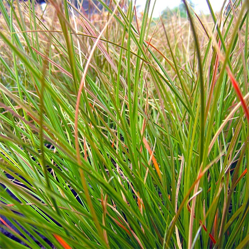 Orange Sedge - Carex testacea